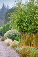 Le jardin de feuillage et le jardin de plantes à RHS Garden Rosemoor, Great Torrington, Devon avec Phyllostachys aureosulcata f. spectabilis - Bambou au centre