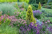 Echinacea purpurea, Miscanthus sinensis 'Morning ligh', Stachys macrantha 'Hummelo', Thuja occidentalis 'Barabit's Gold' - Le jardin d'été en juillet, Bressingham Gardens, Norfolk