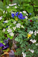 Pulmonaria 'Blue Ensign', Anemonella thalictroides, Dicentra cucullaria et Ranunculus ficaria 'Brazen Hussy'