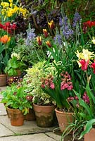 Affichage des bulbes à fleurs de printemps dans des pots par la porte d'entrée à Great Dixter dans le Sussex, y compris les tulipes, la jonquille, Primula auricula, la jacinthe, la camassie et l'artemisia 'Limelight' en avril