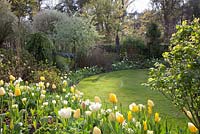 Jardin avec plantation de Tulipa 'West Point', Tulipa 'Verona', Tulipa 'Flaming Coquette', Tulipa 'City of Vancouver', Narcissus 'Lemon Drops' et Pyrus salicifolia 'Pendula'