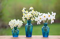 Collections de narcisses dans des vases bleus - Narcisse 'Silver Chimes', N. 'Avalanche' et N. 'Actaea'