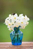 Abeille sur Narcisse 'Silver Chimes '' dans un vase en verre bleu