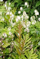 Onoclea sensibilis, Saxifraga et Dicentra 'Langtrees' en mai