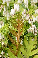 Onoclea sensibilis, Saxifraga et Dicentra 'Langtrees' en mai