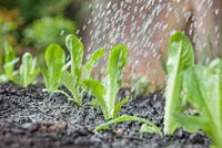 Étape par étape - planter des bouchons de laitue 'Little Gem' en bordure végétale surélevée