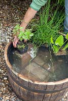 Créer une caractéristique de l'eau - ajouter des plantes à un tonneau en bois