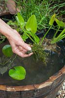 Création d'une caractéristique de l'eau - ajouter du poids aux plantes avant de planter dans un tonneau en bois