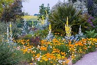 Eschscholzia californica - Coquelicots californiens et Verbascum dans le jardin sec - Hyde Hall