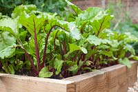 Étape par étape - Cultiver des betteraves rouges en bordure de légumes surélevés