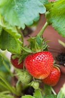 Étape par étape - Cultiver des fraises dans un pot en terre cuite - Fragaria 'Cambridge favorite '. Pot by Dunne and Hazell