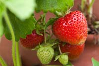 Étape par étape - Cultiver des fraises dans un pot en terre cuite - Fragaria 'Cambridge favorite'