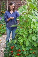 Étape par étape - Cultiver des haricots verts grimpants 'Fasold' - femme cueillant des haricots