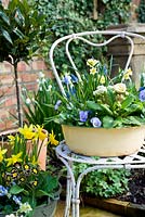 Bol en émail vintage planté de plantes printanières bleues et jaunes sur une chaise. Plants inc Narcissus Minnow, primevères, altos, saxifraga et muscari