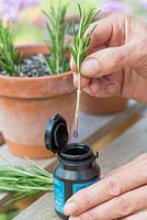 Etape par étape pour prélever des boutures - propagation de plants de romarin