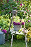 Roses anciennes avec Alchemilla mollis affiché dans un seau en métal sur une chaise ancienne avec des outils de jardin. Les variétés incluent Rosa 'Rose de Rescht' et 'Reine de Violettes'