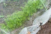Récolte de carottes de jardin recouverte d'un filet de protection pour empêcher l'infestation de mouches des carottes