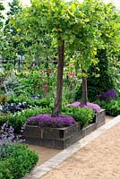 Normes de Vitis vinifera dans les parterres de bois surélevés recouverts de thymus, 'Urban Oasis', Hampton Court Palace Flower Show 2012