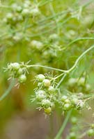 Coriandrum sativum - Coriandre marocaine, variété pour la production de semences, Pays de Galles.