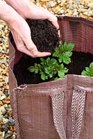 Étape par étape de planter des pommes de terre de semence 'Charlotte' dans un sac de culture - Lorsque les pousses apparaissent, recouvrir d'une autre couche de compost de 4 pouces de profondeur et répéter ce processus deux fois de plus jusqu'à 2 pouces du haut du sac