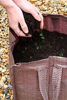 Étape par étape de la plantation de pommes de terre de semence dans un sac de culture - Au fur et à mesure que les pousses apparaissent, recouvrir d'une autre couche de compost de 4 pouces de profondeur et répéter ce processus deux fois de plus jusqu'à 2 pouces du haut du sac