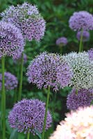 Allium aflatunense 'Purple Sensation' - Sallowfiled Cottage B