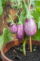 Aubergines en serre cultivées en pot, Calliope F1 Hybrid