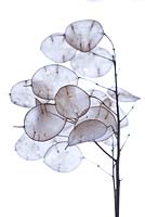 Lunaria annua - Têtes de graines d'honnêteté. Gros plan graphique des têtes de graines séchées.