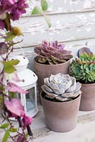 Plantes succulentes en petits pots avec lanterne
