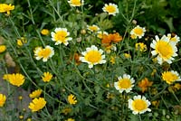 Chrysanthemum coronarium syn. Leucanthemum coronarium - Chrysanthemum comestible