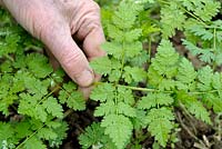 Myrrhis odorata - Cueillir des feuilles de Sweet Cicely
