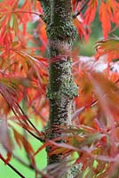 Lichen poussant sur le tronc de Acer palmatum 'Lionheart'