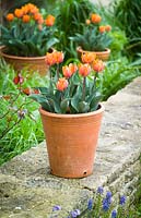 Tulipe 'Princes Irene' en pots en terre cuite