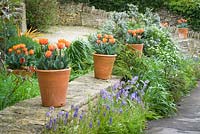 Rangée de pots en terre cuite sur muret avec Tulipa 'Princes Irene'