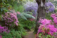 Regardant le long d'un chemin boisé avec Rhododendron 'Hinamayo' - Kurume Azalea au premier plan avec fougère arborescente et R. augustinii au-delà