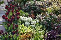 Parterre de fleurs printanier à Glebe Cottage comprenant Narcisse 'Silver Chimes', Lamium orvala, Cornus controversa 'Variegata' et Tulipa 'Jan Reus' cultivés dans des pots en terre cuite.