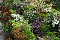 Parterre de fleurs printanier à Glebe Cottage comprenant Narcisse 'Silver Chimes', Lamium orvala, Cornus controversa 'Variegata' et Tulipa 'Jan Reus' cultivés dans des pots en terre cuite.
