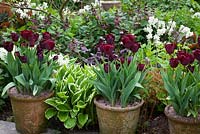 Tulipa 'Jan Reus' cultivée en pot avec Narcisse 'Silver Chimes', Lamium orvala, Hosta et Heuchera à Glebe Cottage