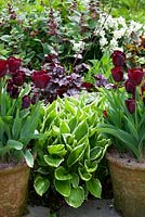 Tulipa 'Jan Reus' cultivée en pot avec Narcisse 'Silver Chimes', Lamium orvala, Hosta et Heuchera à Glebe Cottage