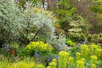 Elaeagnus angustifolia 'Quicksilver' et Pyrus salicifolia 'Pendula' - poire pleureuse - avec des euphorbes dans le jardin de briques du Glebe Cottage