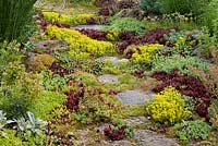 Les tremplins de granit dans une plantation de Sedum sont recouverts de lichens. Sedum acre, Sedum album et Sempervivum