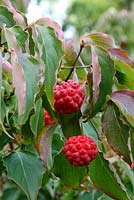 Cornus kousa aux fruits rouges en automne