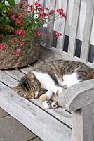 Chat dormant sur un banc en bois
