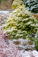 Abies concolor 'Wintergold' - Sapin du Colorado