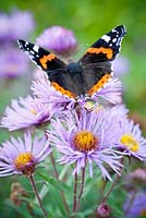 Papillon amiral rouge sur Aster novae-angliae 'Mme ST Wright'