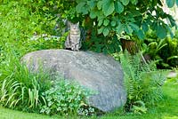 Chat gris regardant d'un rocher de granit. Les plantes comprennent Aesculus hippocastanum, Dryopteris et Hemerocallis
