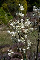 Yucca smalliana - Jardins Hillier