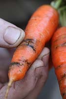 Daucus carota 'Autumn King' - Examen des carottes biologiques qui ont été attaquées par la mouche des carottes