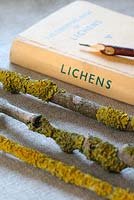 Un livre d'observateurs de lichens et de brindilles avec du lichen sur lin