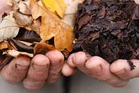Moule à feuilles en feuilles de chêne, mains de jardinier montrant le processus de décomposition